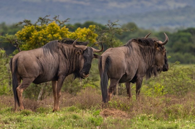 086 Port Elizabeth, Pumba Private Game Reserve, Zuid-Afrika.jpg